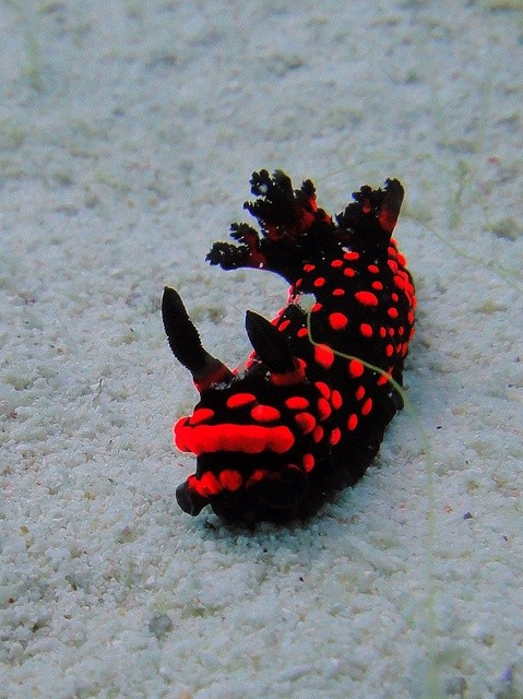 Photo:  nudibranch  red